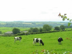 Landschaft bei Eskdalemuir