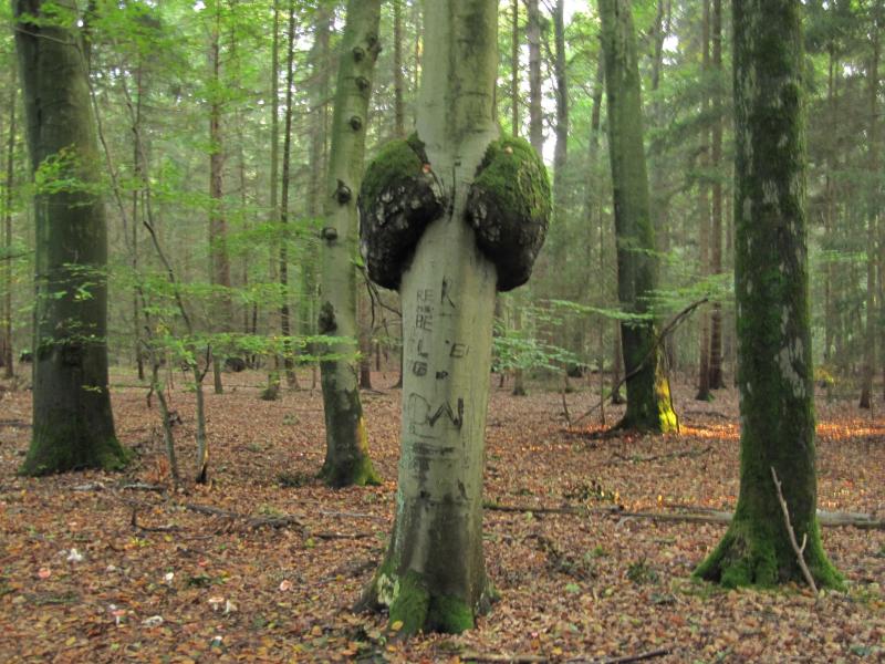 Tatzen an einem Baum?