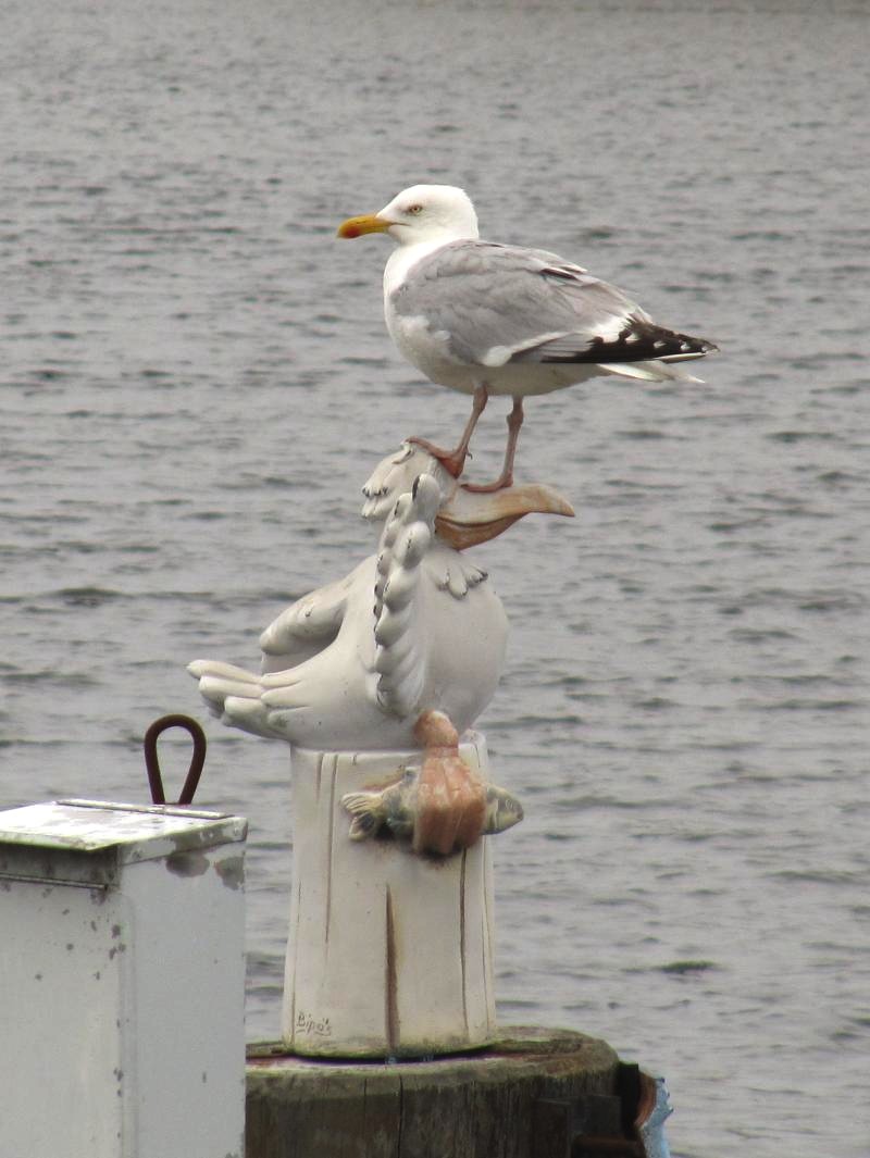 richtige auf falscher Möwe