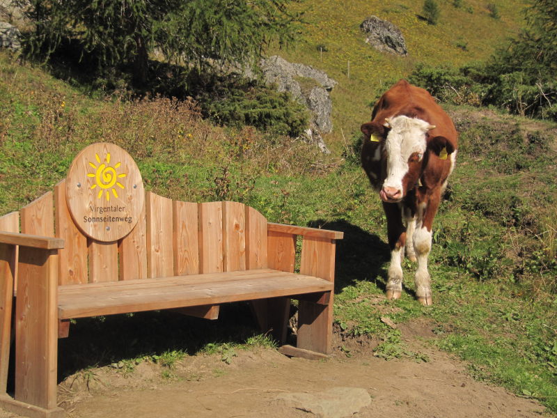 Bergweg mit Rindviech