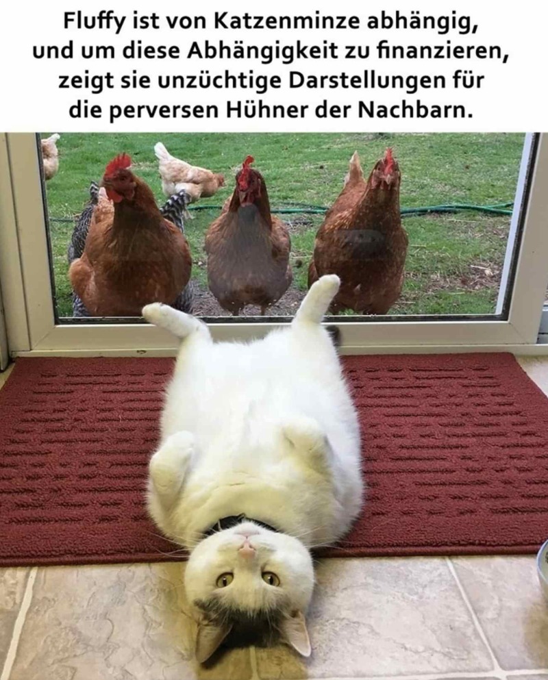 Katze auf dem Rücken liegend