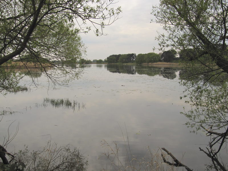 Natur in der alten Elbeschleife 4