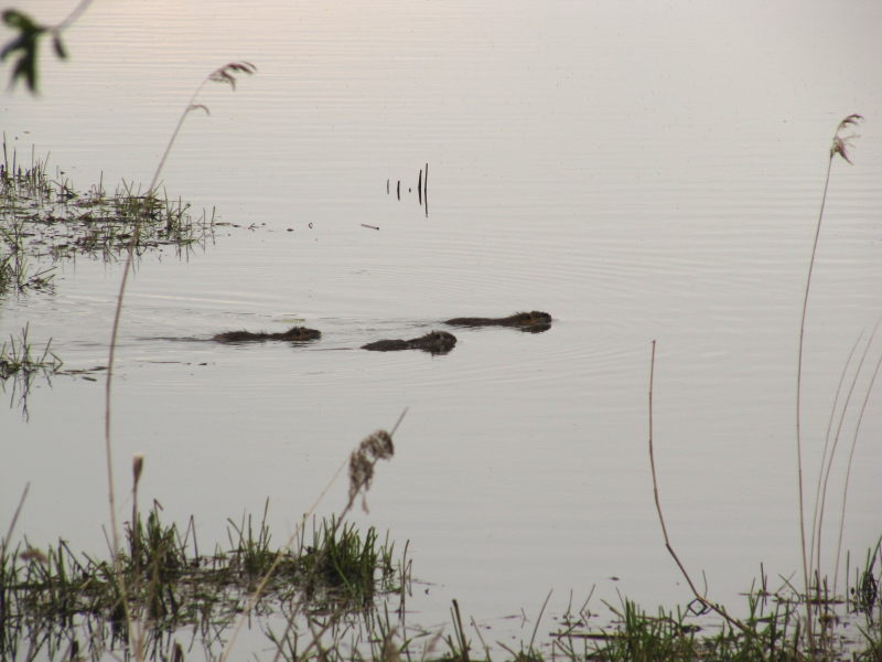 Natur in der alten Elbeschleife 5