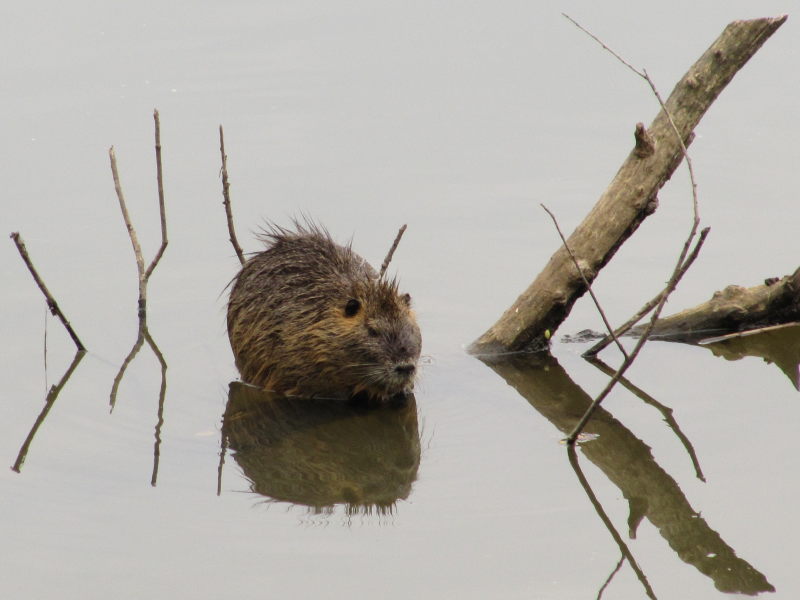 Natur in der alten Elbeschleife 6