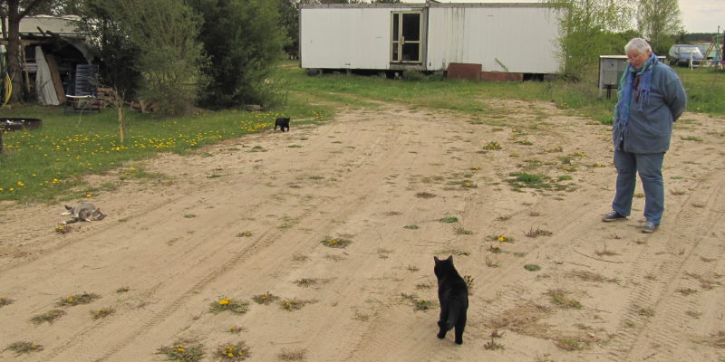 Viele Katzen