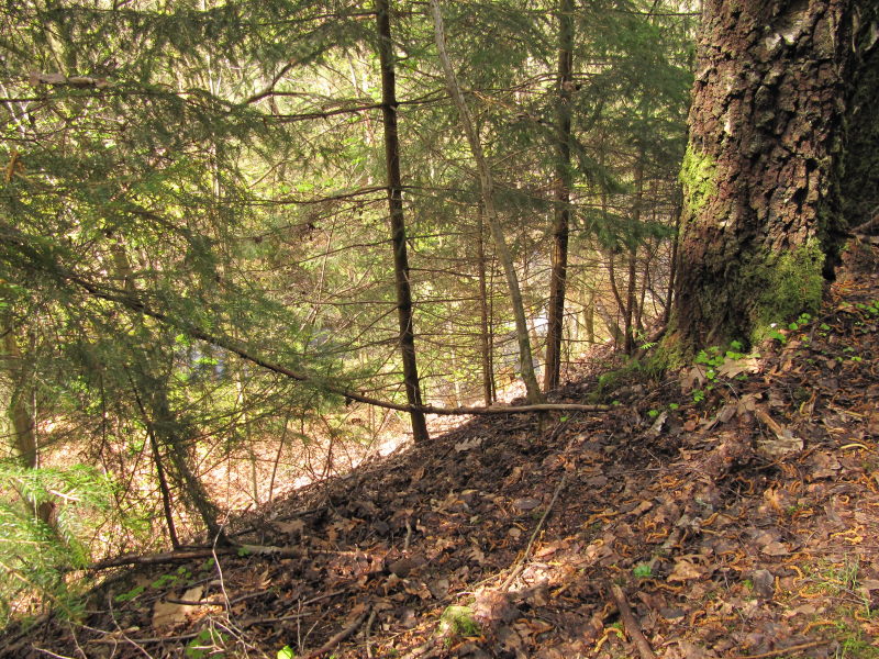 Im Wald gegenüber dem Campingplatz 1