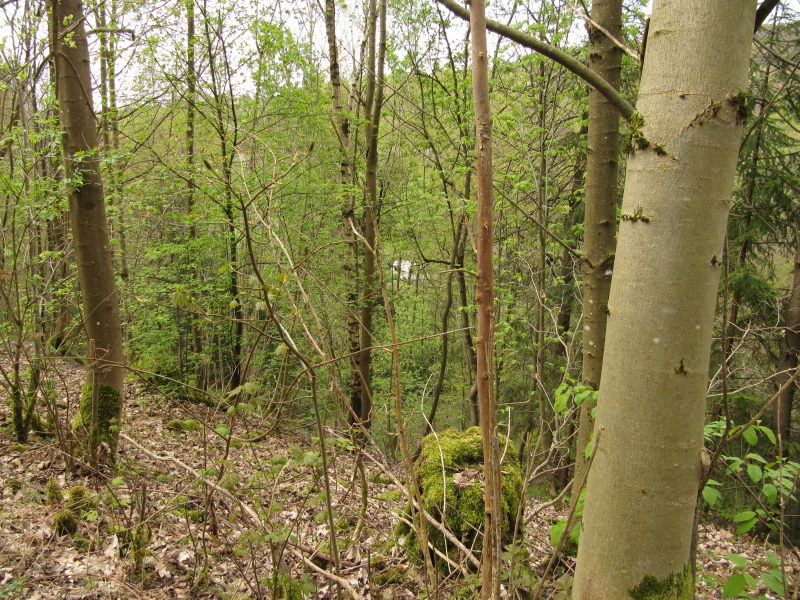 Im Wald gegenüber dem Campingplatz 2