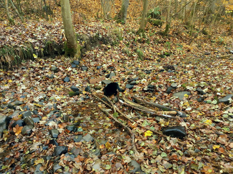 Bernstein im Wald