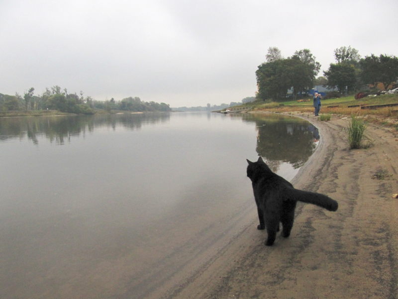 Kater sieht sich die Elbe an