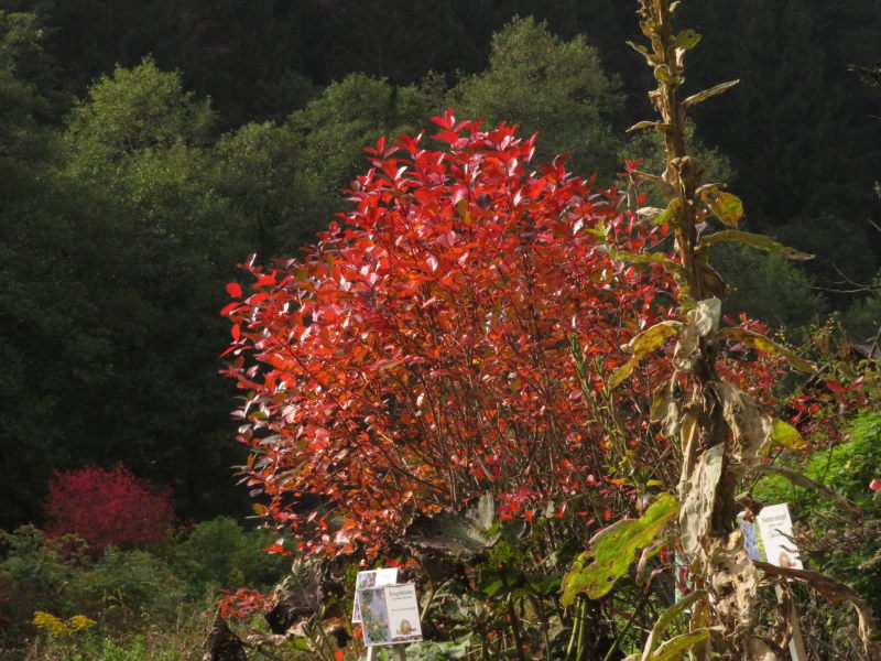 Altenau Käutergarten 5