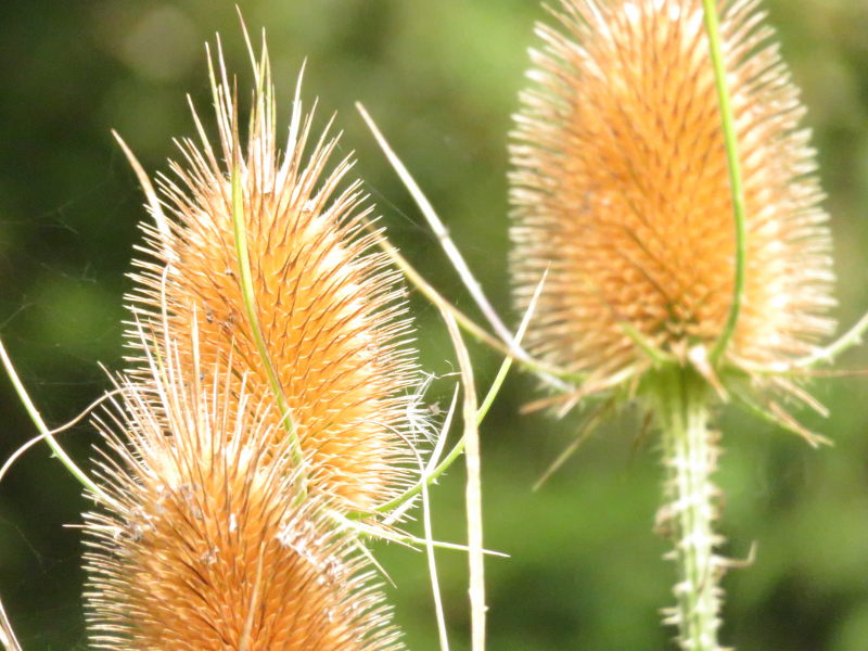 Altenau Käutergarten 9