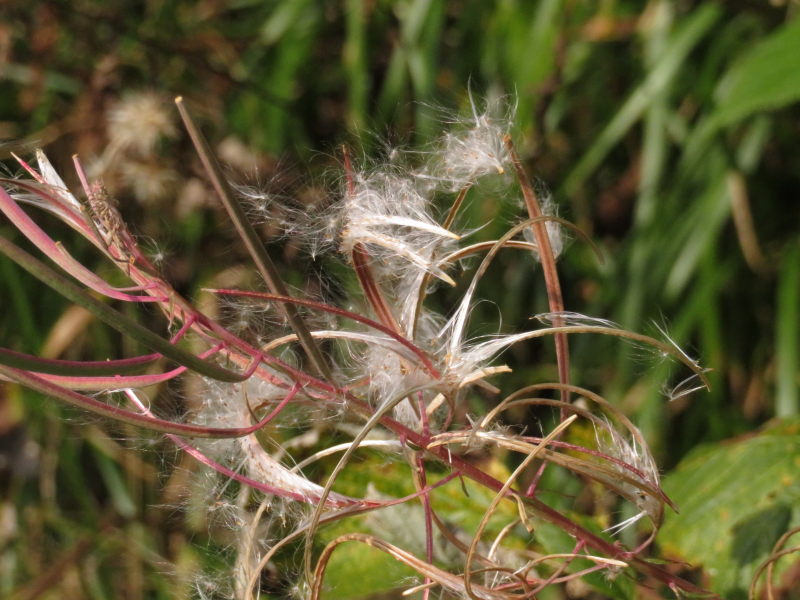 Altenau Käutergarten 10