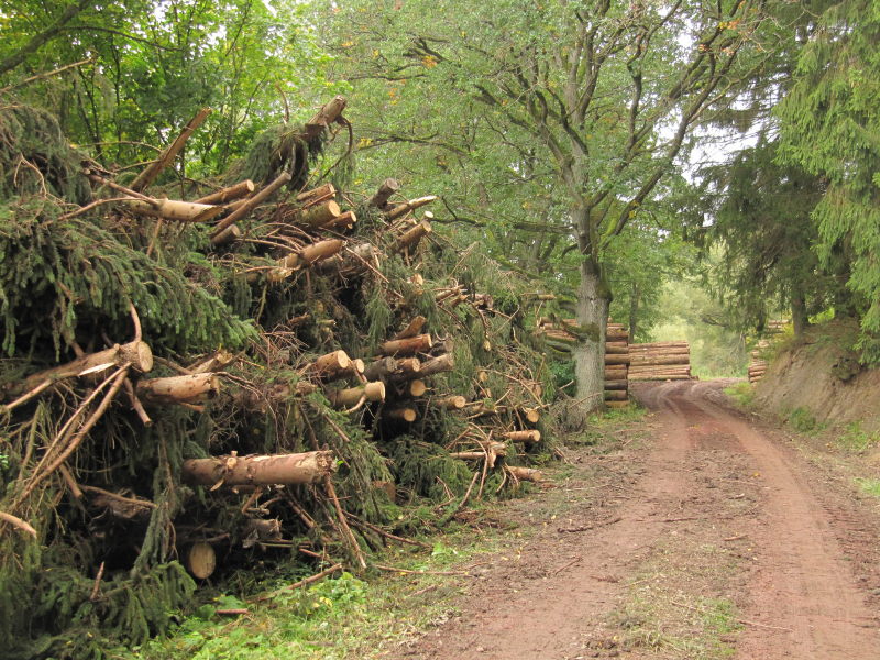 Dankerode Waldtour 11