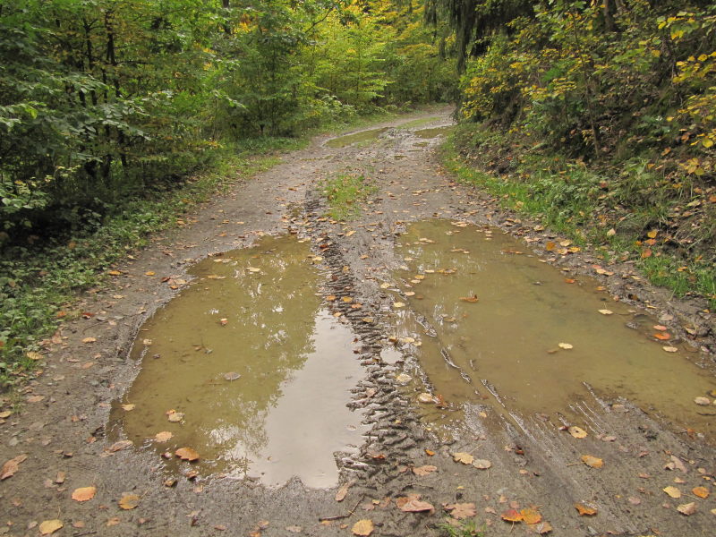 Dankerode Waldtour 14