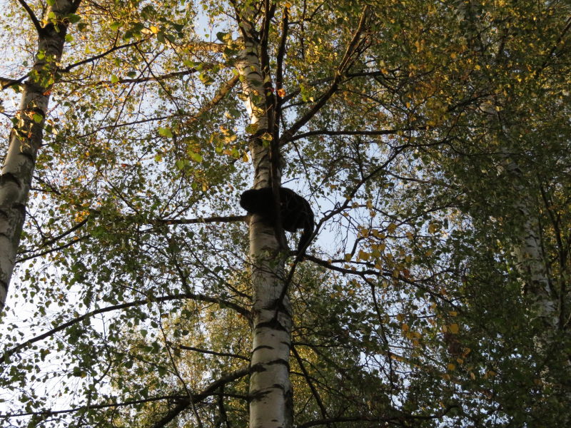 Auf dem Baum - nah