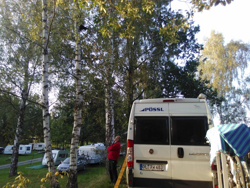 Bernstein auf dem Baum