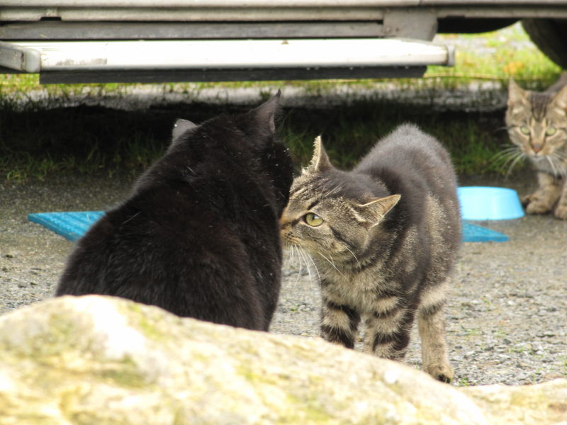 Katzen auf dem Platz