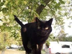 Der Kater ist wieder zurück