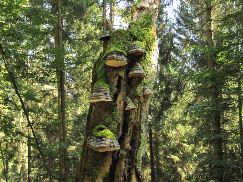 Spaziergang am Riffelsbach 4