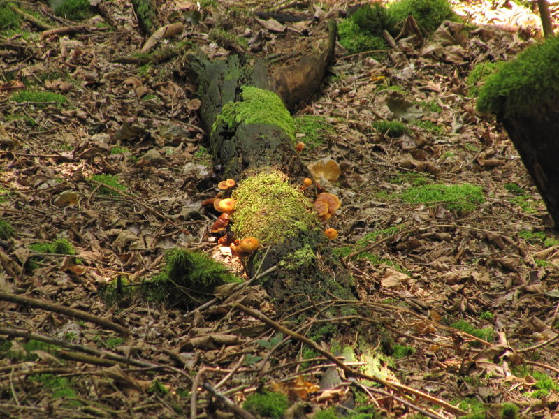 Spaziergang am Riffelsbach 6