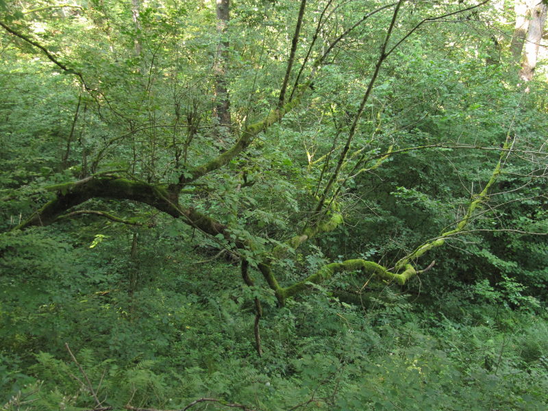 Spaziergang am Riffelsbach 7