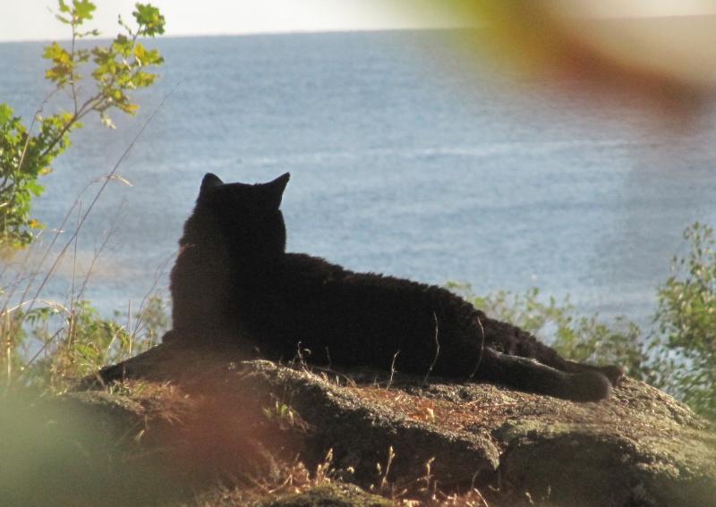 Bernstein_schaut_liegend_Ostsee