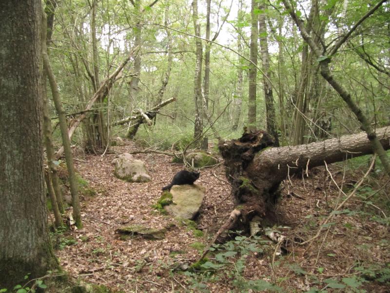 Bornholm-Katzendschungel