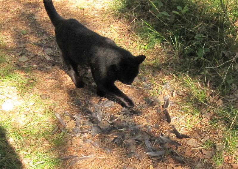 Kater-untersucht_Fruehstueck