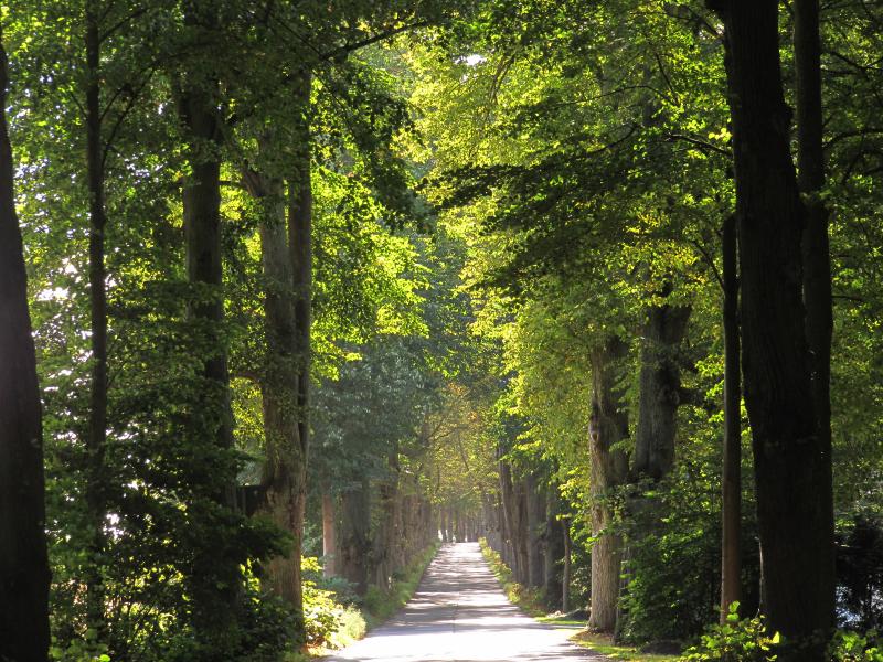 Die Lindenallee nach Krummin