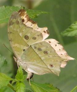 Schmetterlingspark-Schmetterling-klein