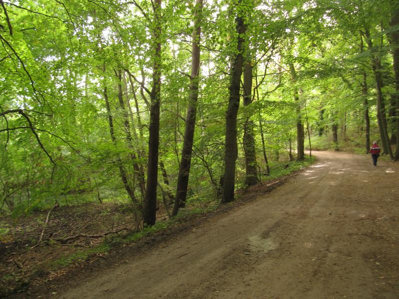 Sellin-Waldweg