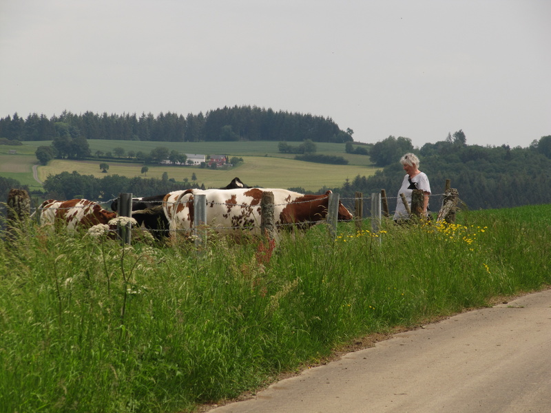 Kühe am Weg