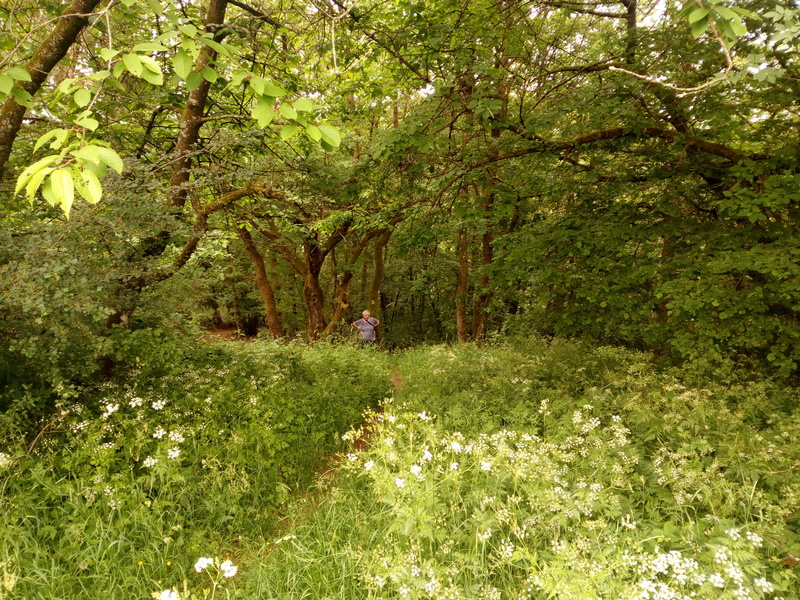 Pfad durch den Wald