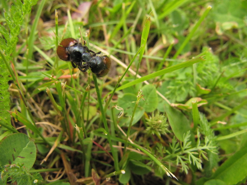 Gartenlaubkäfer bereit zum Poppen