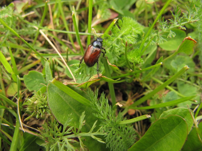 Gartenlaubkäfer