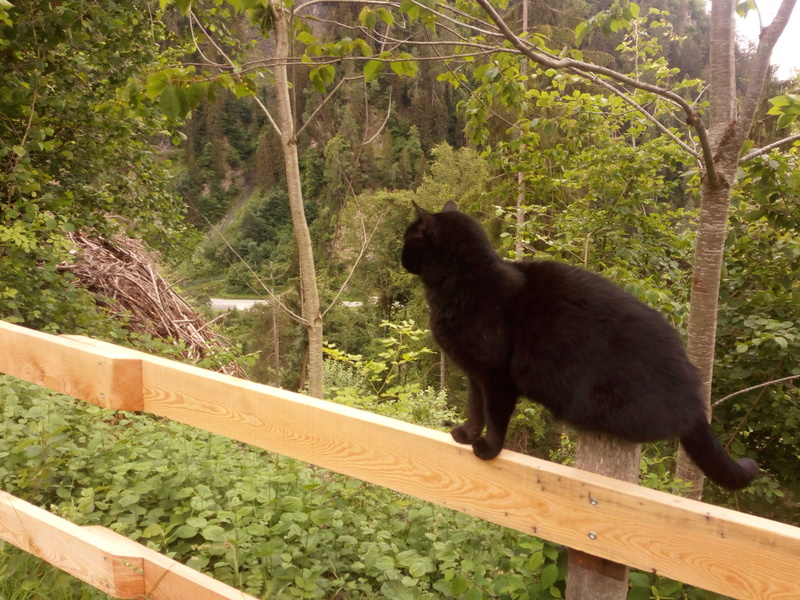 Sitzplatz für Katzen