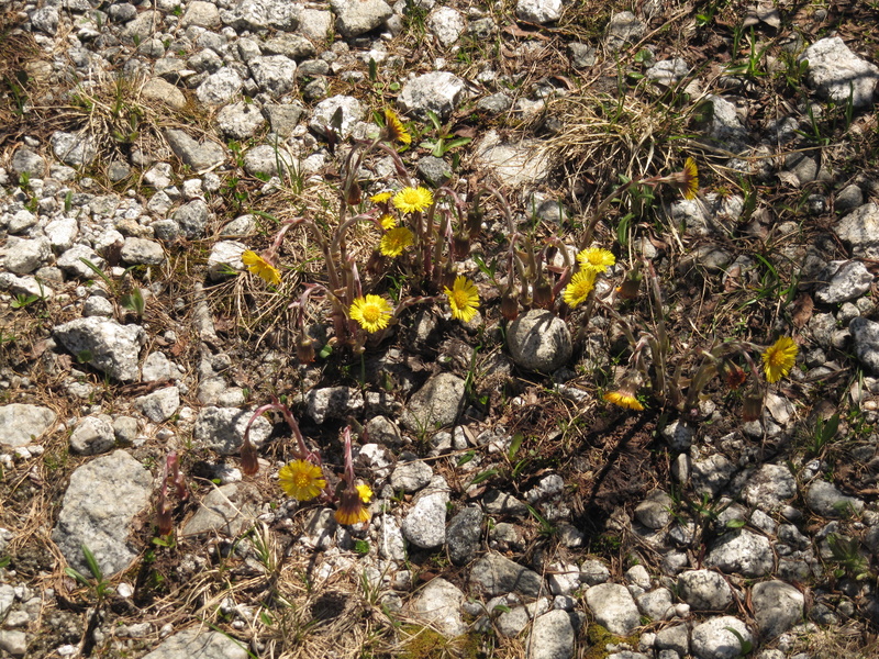 gelbe Blumen