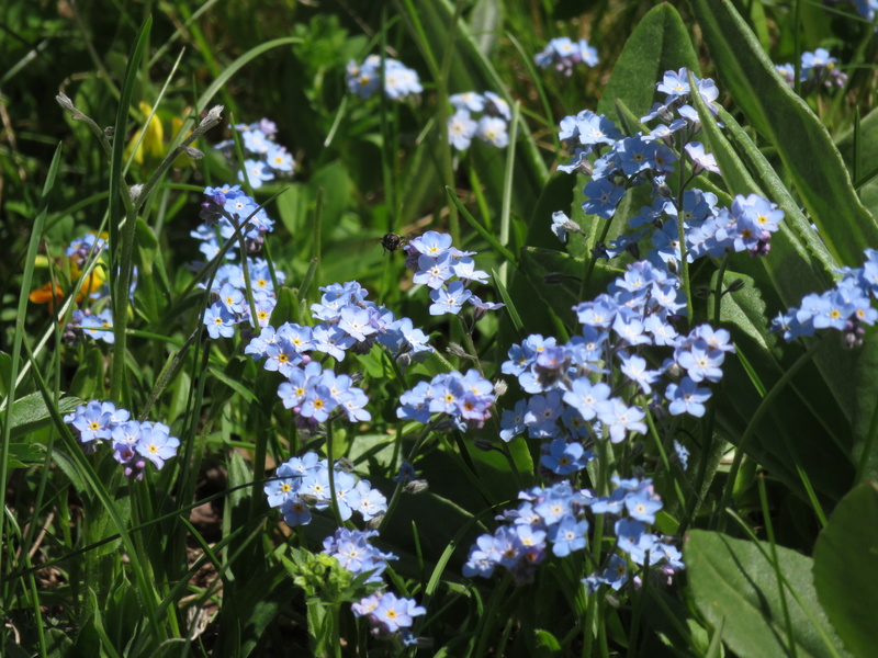 hellblaue Blumen