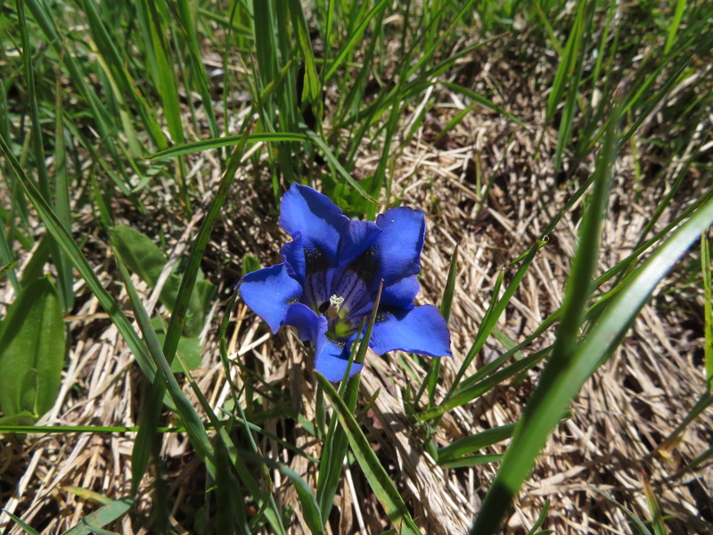 blaue Blume