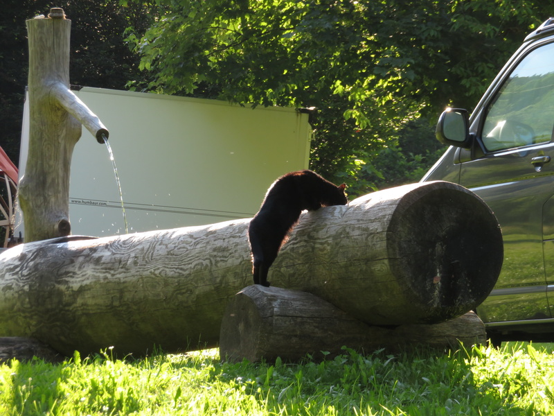 Dorfkneipe für Katzen