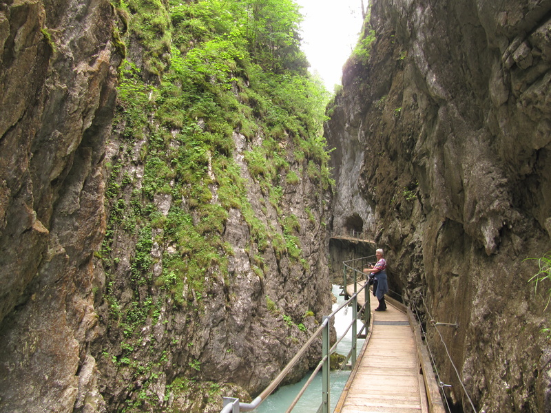 In der Klamm Pflanzen