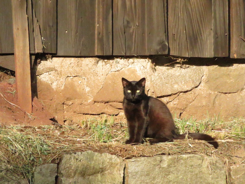 Schwarze Katze 1