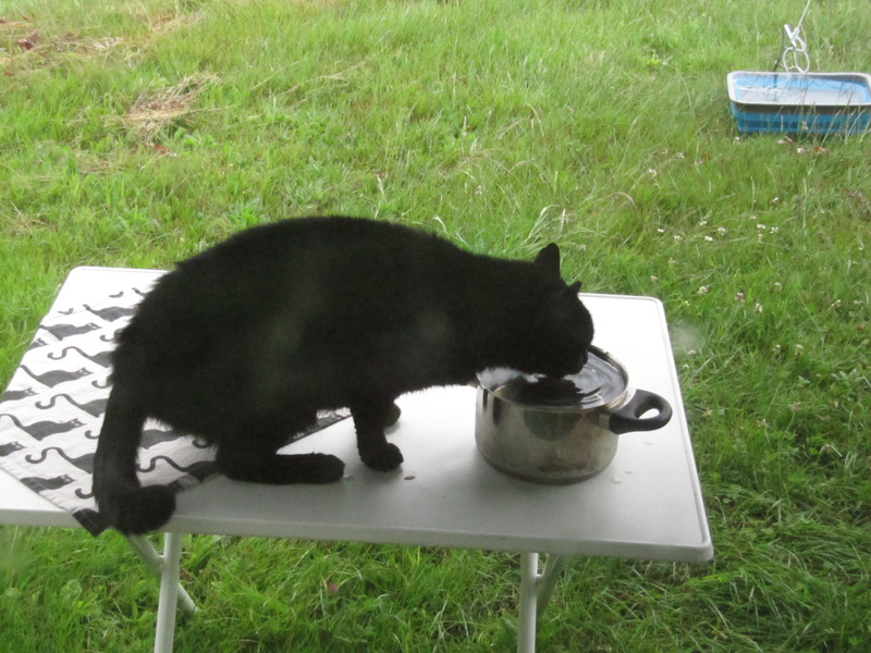 Wasser für den Kater