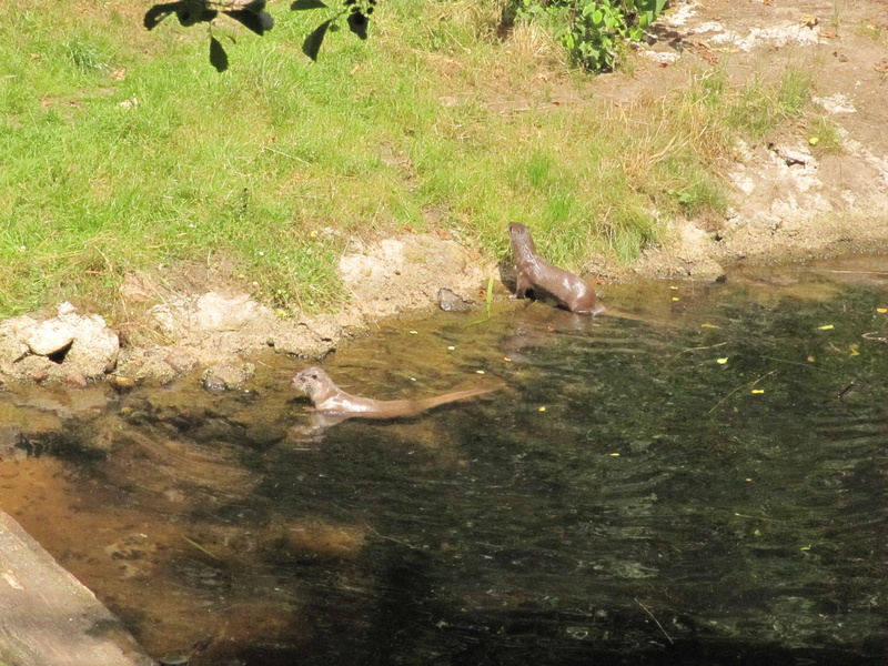 Otter im Teich