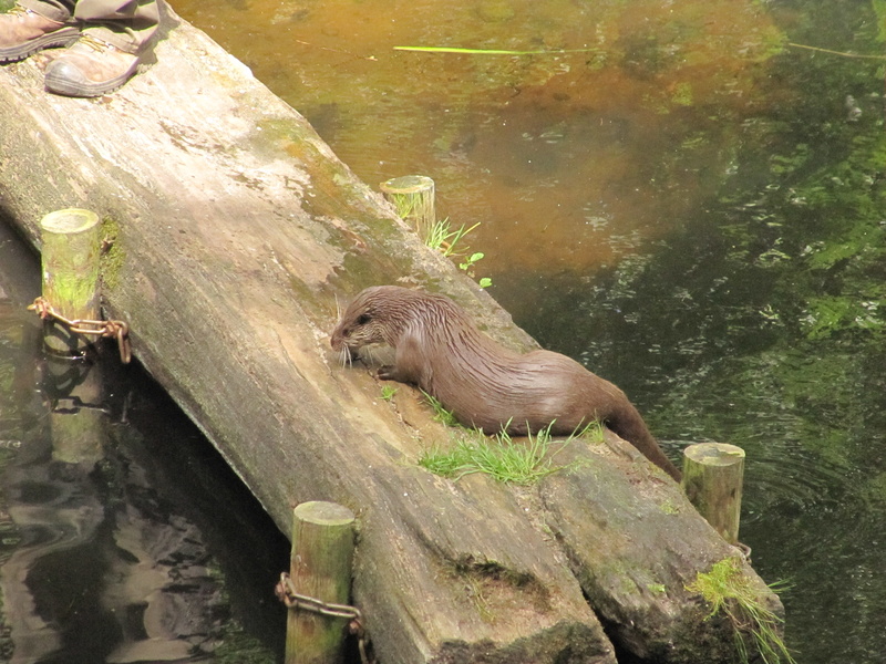 Otter auf Steg