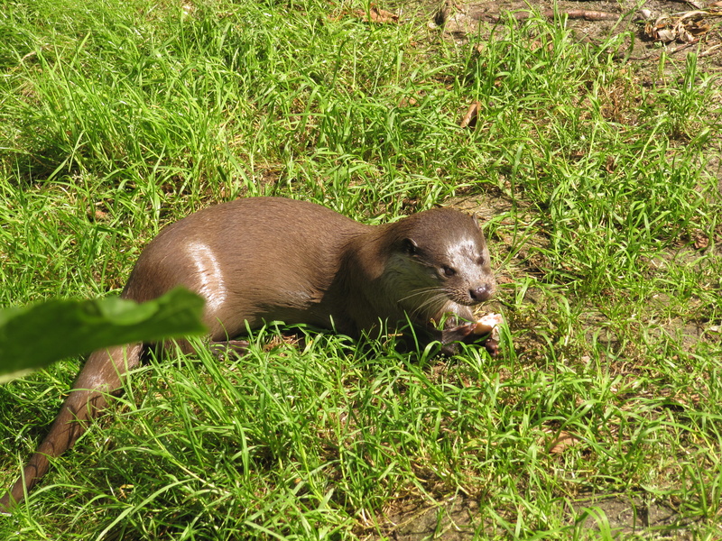 Otter frisst