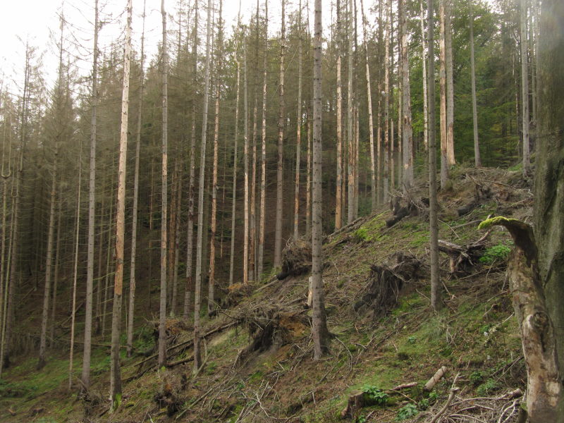 Der Borkenkäfer hat hier zugeschlagen 1