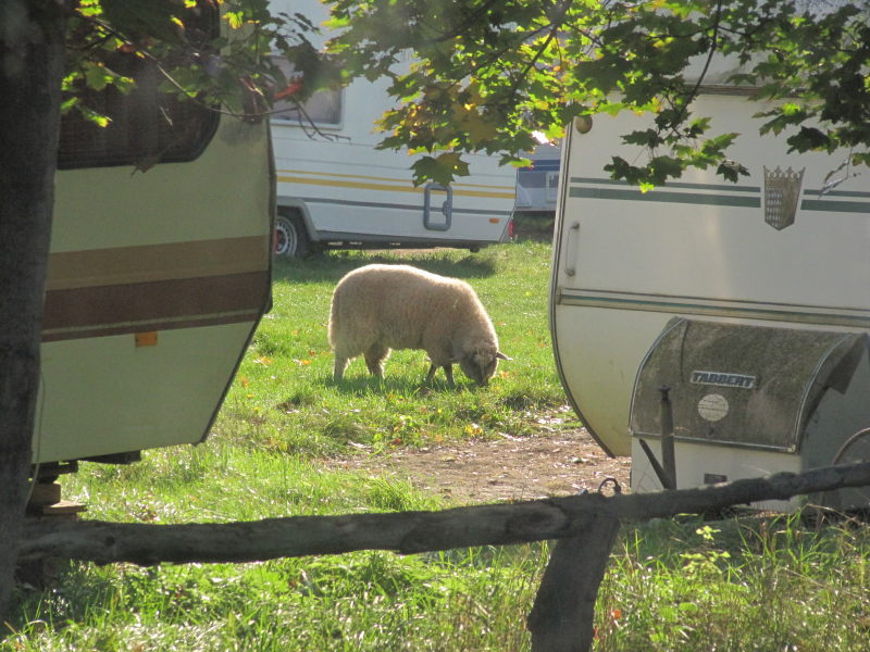 Ein Schaf weidet zwischen den Campern