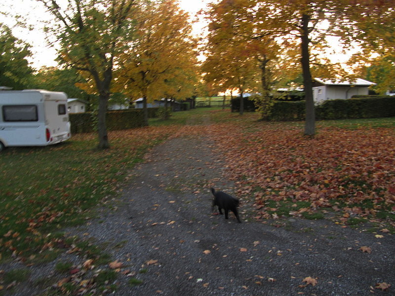 Spaziergang mit Bernstein