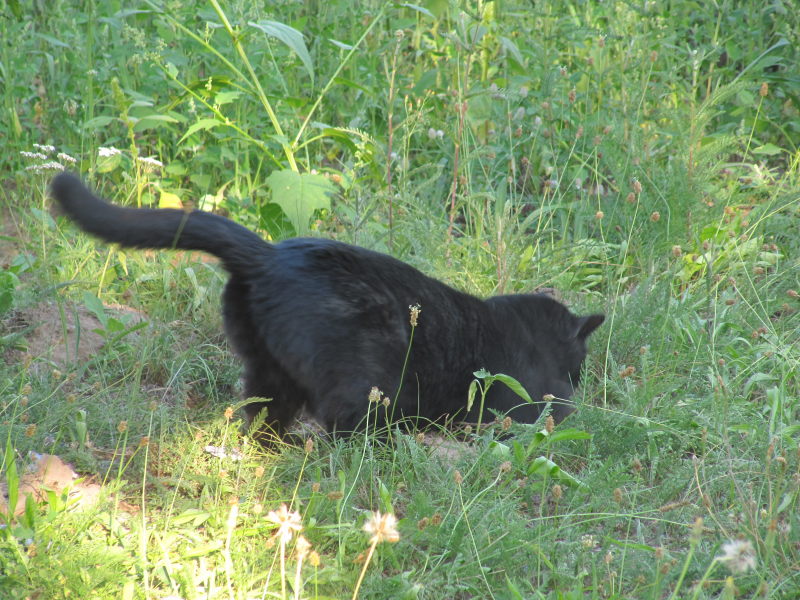 Kater-Geschäft 1